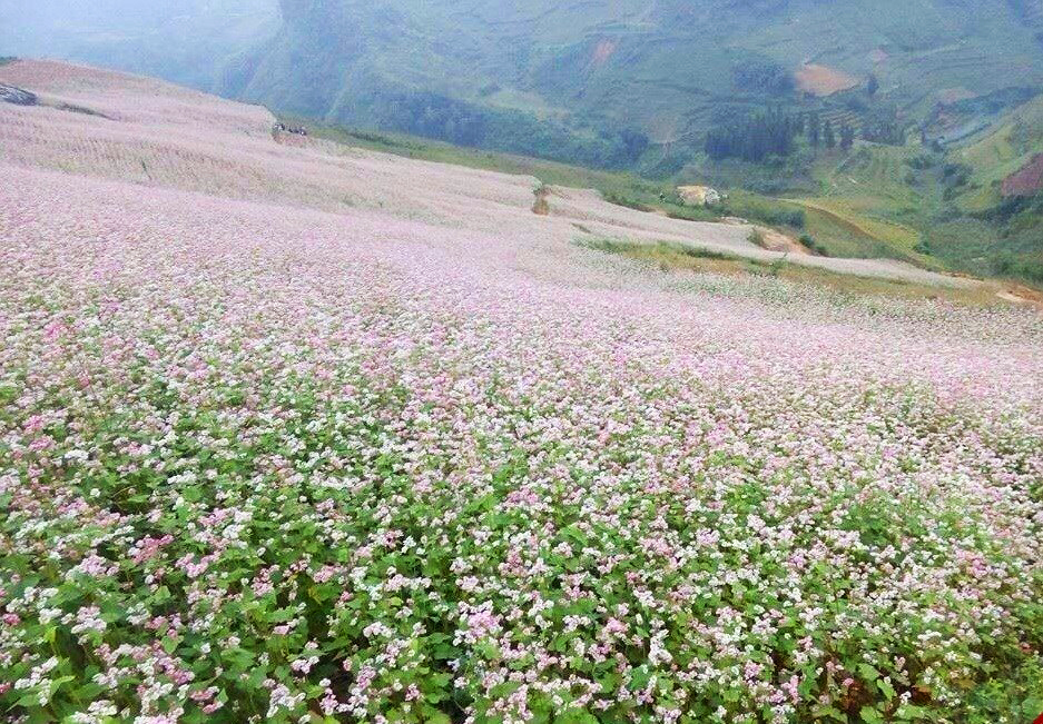 Ghép Tour Hà Nội - Hà Giang 3 Ngày 2 Đêm