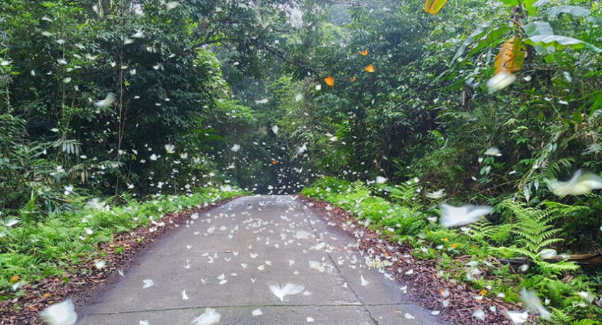 vườn quốc gia Cúc Phương