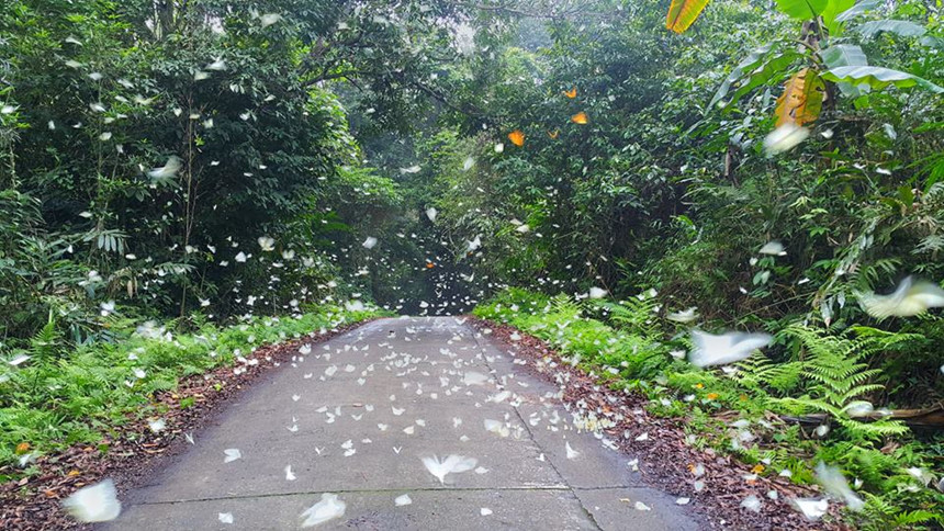 vườn quốc gia Cúc Phương